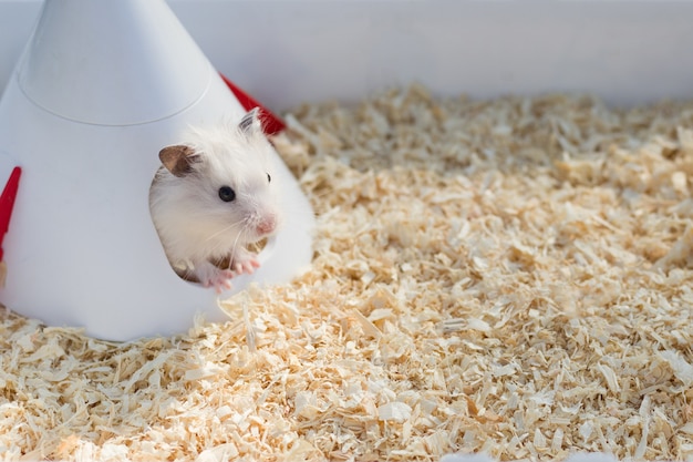 Un mignon hamster blanc est assis dans sa maison parmi la sciure de bois. Le concept de soins pour les hamsters, les animaux domestiques, les rongeurs. Image.