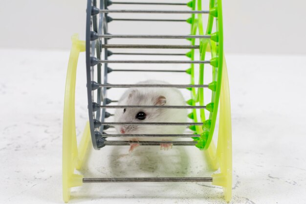 Un mignon hamster Dzungarian animal de compagnie blanc est assis dans une cage et regarde