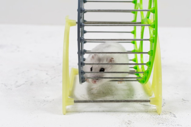 Un mignon hamster Dzungarian animal de compagnie blanc est assis dans une cage et regarde