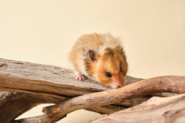 Mignon hamster syrien à poil long tricolore moelleux sur un hic en bois, un curieux sildit de hamster sur un fond clair de l'espace de copie de journal