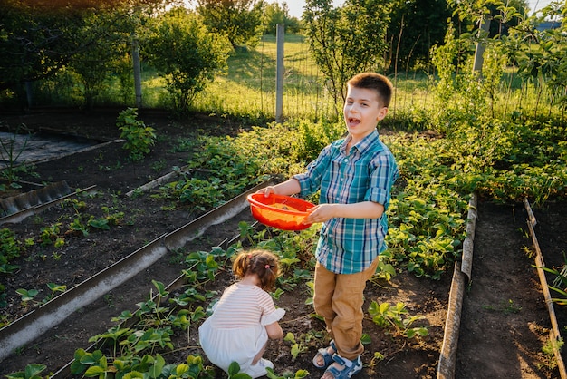 Mignon et heureux petit frère et sœur d'âge préscolaire ramasser et manger des fraises mûres dans le jardin par une journée d'été ensoleillée. Enfance heureuse. Culture saine et respectueuse de l'environnement.