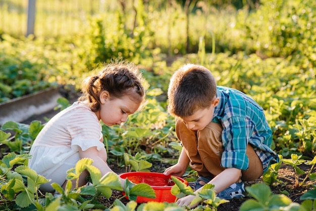 Mignon et heureux petit frère et sœur d'âge préscolaire ramasser et manger des fraises mûres dans le jardin par une journée d'été ensoleillée. Enfance heureuse. Culture saine et respectueuse de l'environnement.