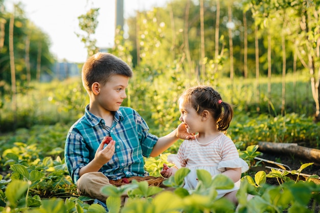 Mignon et heureux petit frère et soeur d'âge préscolaire ramasser et manger des fraises mûres dans le jardin par une journée d'été ensoleillée. Enfance heureuse. Culture saine et respectueuse de l'environnement.