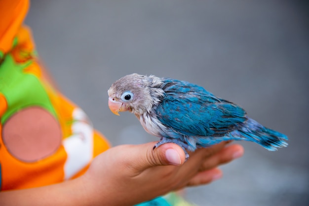 Mignon inséparable masqué animal de compagnie assis sur le doigt