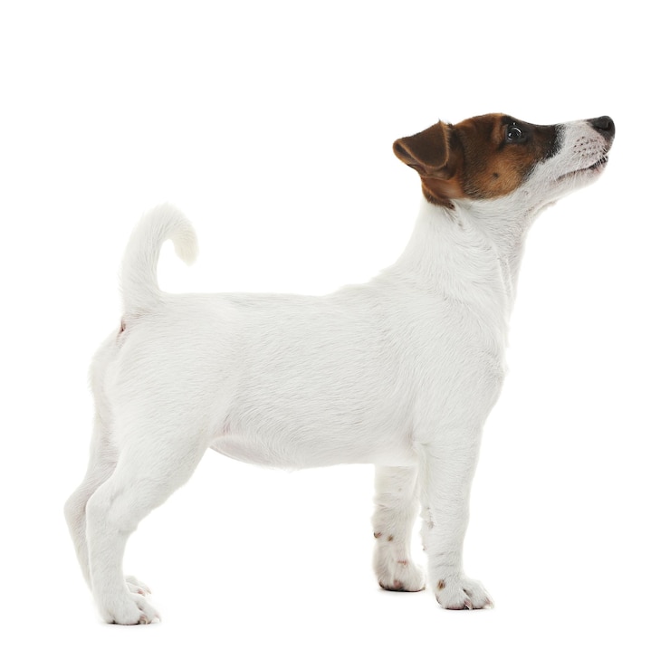 Photo le mignon jack russell terrier isolé sur le blanc