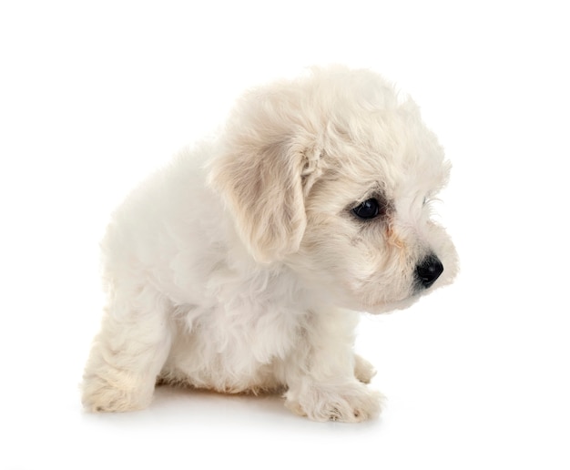 Mignon jeune bichon frisé