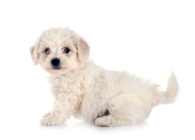 Mignon jeune bichon frisé