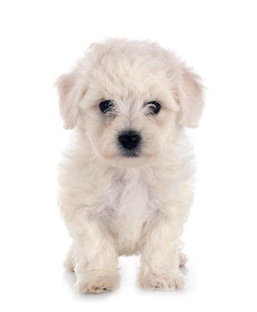 Mignon jeune bichon frisé