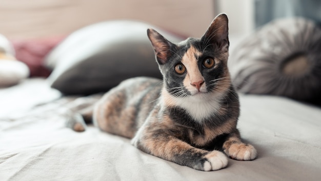 mignon jeune chat asiatique aux cheveux courts