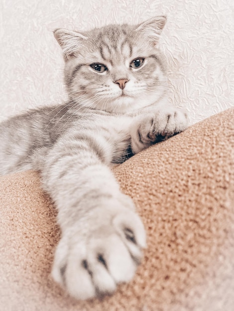 Mignon jeune chat écossais se bouchent