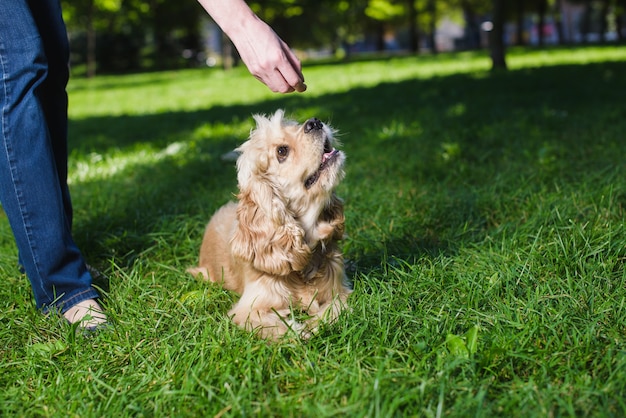 Mignon jeune chien jouant sur l'herbe