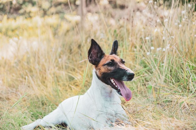 Mignon jeune chien reposant sur l'herbe. Chiot fox terrier lisse à l'extérieur, post-traitement des couleurs fanées