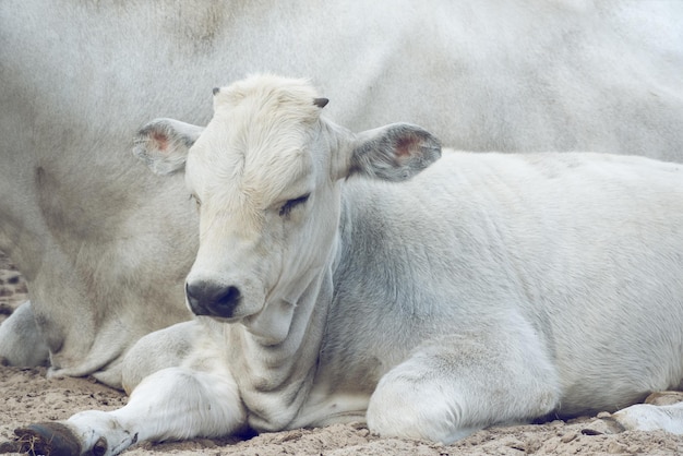 Mignon jeune veau de vache hongrois gris contre sa mère Vaches dos bétail gris