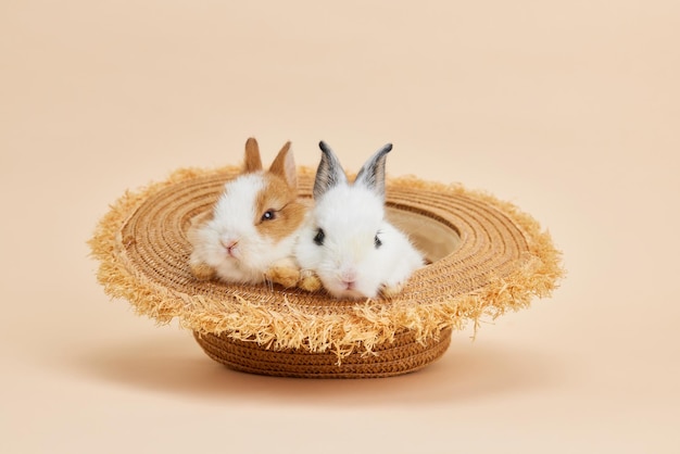 Le mignon lapin au chapeau de paille