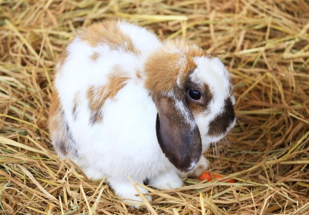 Un mignon lapin blanc brun sur l'herbe ou la paille