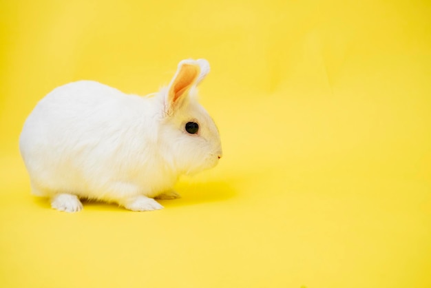 Un mignon lapin blanc est assis sur un fond jaune avec copie espace joyeuses pâques charmant animal de compagnie