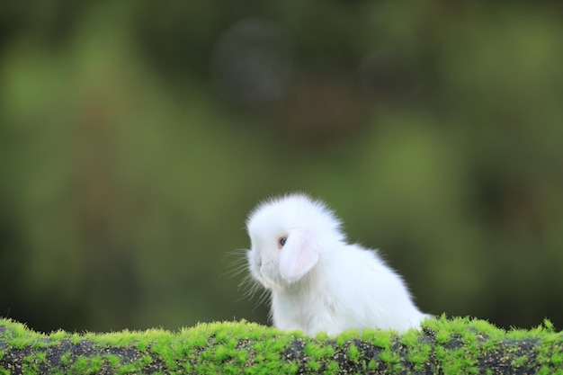 mignon lapin blanc sur l'herbe