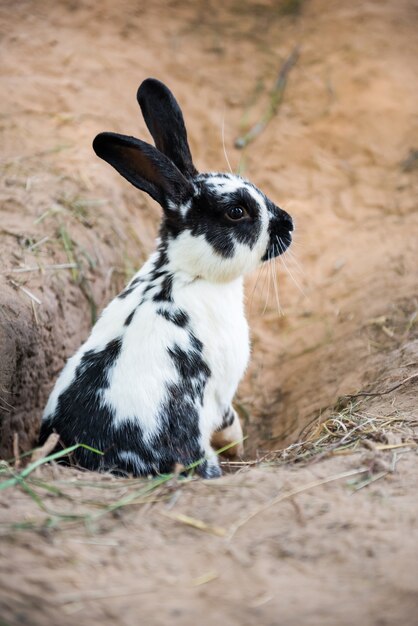 Mignon lapin blanc noir creusant un trou dans le sol.