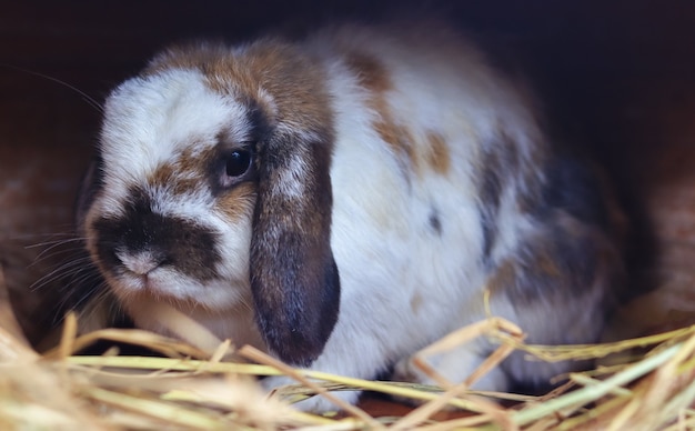 Mignon lapin brun blanc sur la paille