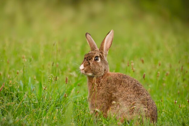 Mignon lapin brun sauvage marchant dans le champ vert lors d'une journée de printemps ensoleillée adorable lapin sauvage dans le m