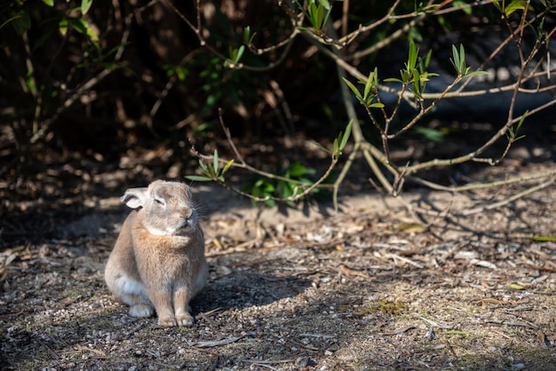 Mignon lapin de lapin sauvage sur l'île d'Okunoshima par temps ensoleillé connu sous le nom d'île aux lapins