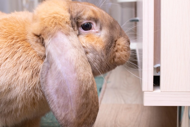 Mignon lapin de maison rouge dans la chambre