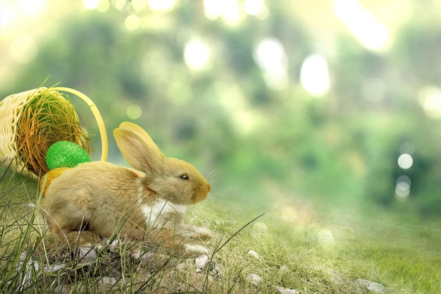 Mignon lapin de pâques et oeufs de pâques colorés renversés du nid sur le terrain Joyeuses Pâques