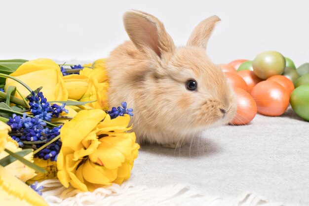 Un mignon lapin de Pâques avec des oeufs peints et des fleurs printanières