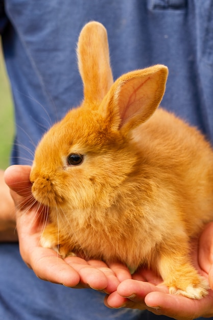 Mignon lapin rouge assis sur ses mains.