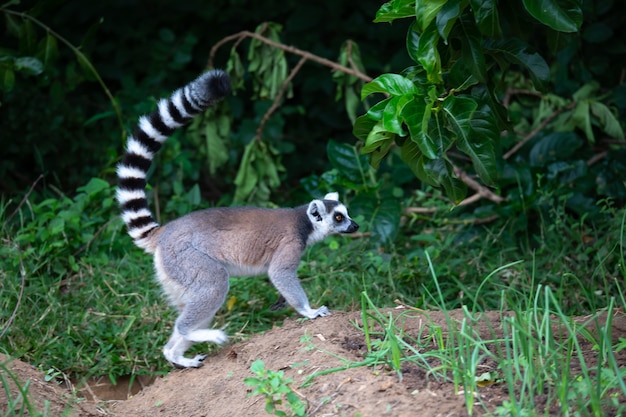 Mignon lémur catta dans la nature