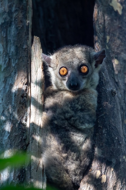 Mignon lémurien poilu dans la nature