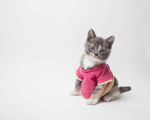 Mignon de ludique le chaton en chemise écarlate sur fond blanc