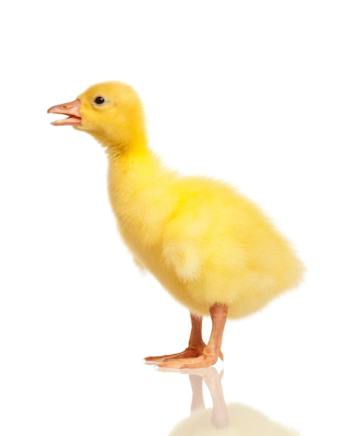 Un mignon oiseau domestique isolé sur un fond blanc