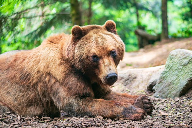 Photo un mignon ours brun allongé sur le sol et qui te regarde dans la forêt de sapins.