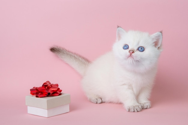 Mignon petit bébé chaton blanc avec un cadeau sur fond rose