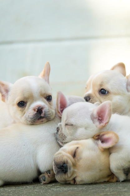 Photo mignon petit bouledogue français dormant ensemble, gros plan.