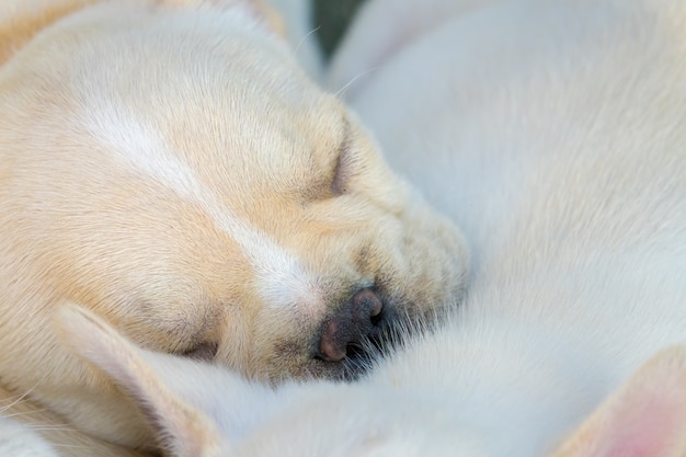 Photo mignon petit bouledogue français dormant ensemble, gros plan.