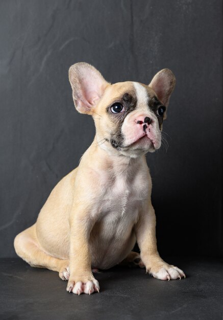 Mignon petit bouledogue français à la recherche sur le noir