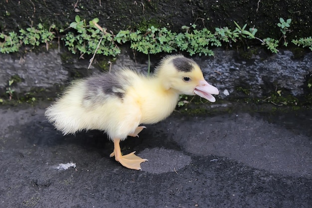 Mignon petit canard mignon bébé canard