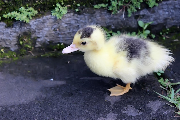 Mignon petit canard mignon bébé canard