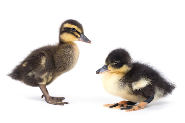 Mignon petit canard moelleux nouveau-né isolé