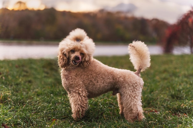 Un mignon petit caniche doré debout sur la pelouse verte dans le parc Chien heureux