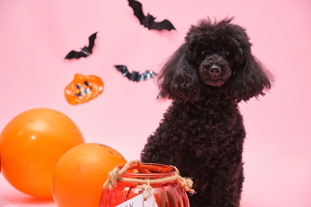 Mignon petit caniche noir et décor d'halloween sur fond rose