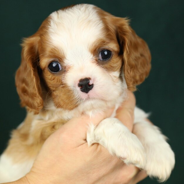 Un mignon petit cavalier roi charles spaniel chiot dans les paumes