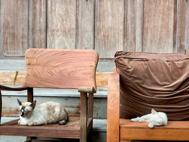 Mignon petit chat assis dans un fauteuil en bois.