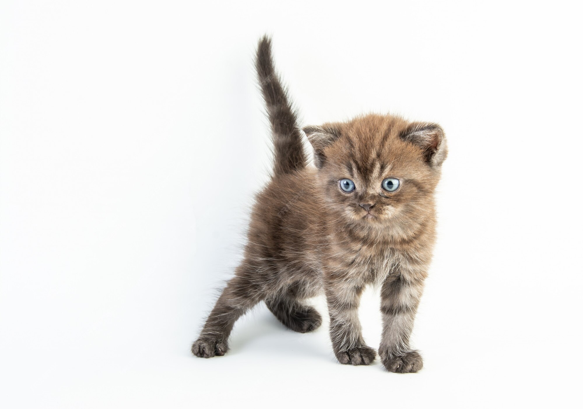 Mignon Petit Chat Sur Fond Blanc Photo Premium