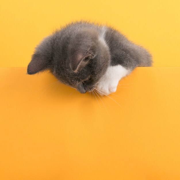 Le mignon petit chat gris, sur un jaune, regarde et joue. Buisiness,, copyspace.