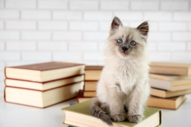 Mignon petit chat avec des livres