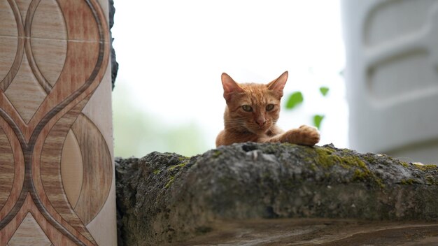 Mignon petit chat regardant la caméra