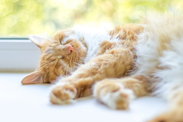 Le mignon petit chat rouge dort sur le rebord de la fenêtre